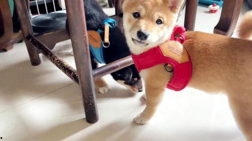 爆料狗狗打架视频播放大全,火爆打架视频大盘点  第2张